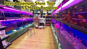Aquariums Rt Nagar Fish Store Tour Best Aquarium Rt Nagar Bangalore Aquarium Aquarium Store Tours