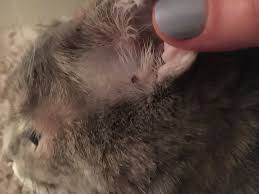 Buy skin tag remover and get the best deals at the lowest prices on ebay! Cat Skin Tag Thecatsite