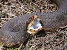 They'll hunt for fish in shallow waters. Cottonmouth Snake Water Moccasin Facts 7 Basic Facts Bite Treatment Pest Wiki