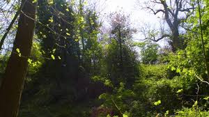 Free Sound Effects Nature Sounds Birds Royalty Free Nature Sounds No Copyright Sound Effects Youtube