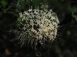 Image result for Pavetta edentula