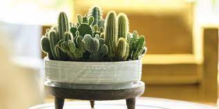 Clay pots are preferable for planting cacti because they allow the soil to dry out completely between waterings. Cactus 13 Things To Know About Cactus Plants Cacti
