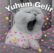Kir Papatyasi 2020 Cute Kittens Komik Seyler Sevimli Hayvan Yavrulari