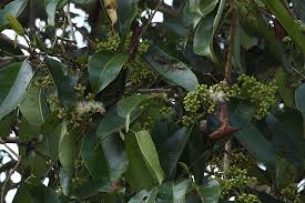 Image result for Syzygium komatiense