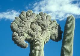 The skin is smooth and waxy, and the trunk and stems have stout. Cactus King That Boosts Landscaping Takes Centuries To Mature Az Jewish Post