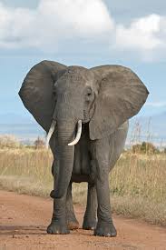 elephant wikipedia