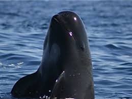 Vaquita's are the worlds most endangered marine mammal. La Vaquita Marina Habitante Del Mar De Cortes Al Borde De La Extincion