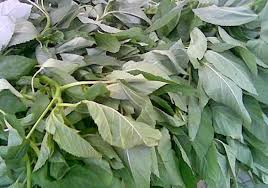 Image result for Corchorus olitorius