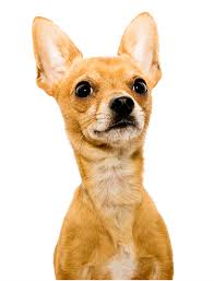 Fawn deer head chihuahua puppy. Deer Head Chihuahua Pros And Cons Of The Longer Muzzle