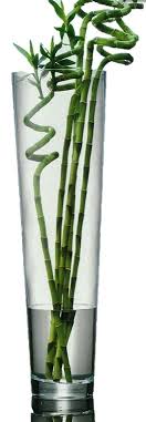 Shop wayfair for the best tall floor vase with flowers. Very Large Clear Glass Tall Floor Standing Vase Large Glass Flower Vase 70cm Buy Online In Indonesia At Desertcart Id Productid 71994635