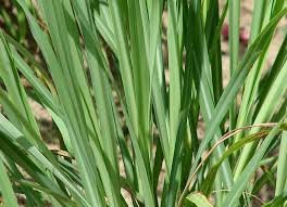 Image result for Cymbopogon pospischilii