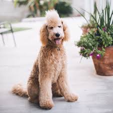 Don't let your dog lay down, you can really mess their. Best Types Of Goldendoodle Haircuts We Love Doodles