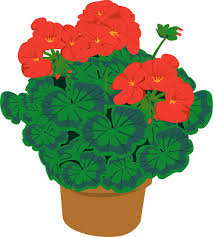 Does Horticulture Therapy Work Geraniums Flower Art Flower Clipart