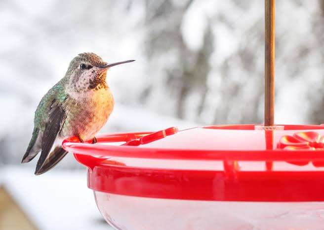 Red Hummingbird Feeder 