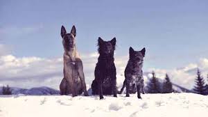 This is what you believe your pet should. Dog Breed Weight Chart Fat Dog Skinny Dog Petcarerx Com