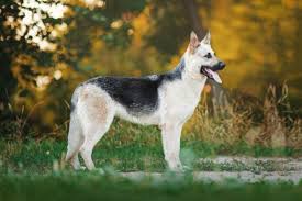 Puppies for sale from dog breeders near nashville, tennessee. East European Shepherd Price Temperament Weight Height Pettime