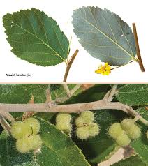 Image result for Grewia hornbyi