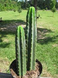 50 grammes of dried san pedro could cacti such as peyote and san pedro, and also the peruvian torch, are not addictive. Trichocereus Pachanoi San Pedro Cactus In 8 Pot Plant Is 15 And 12 Tall Cactus San Pedro Cacti Plants Cacti And Succulents