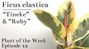 Water your rubber tree when the soil is slightly dry to the touch. How To Care For Ficus Elastica Tineke Ruby Variegated Rubber Tree Plant Of The Week Ep 12 Youtube
