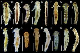 Image result for Polychaeta spp.
