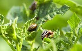 More than just annoying, pests can pose serious threats to your health, home and/or business. Natural Pest Control Alternatives Phoenix Pest Control