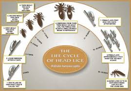 Image result for lice life cycle