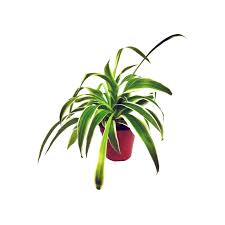 Image result for Chlorophytum