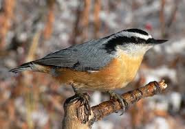 Red Breasted Nuthatch Sitta Canadensis At Fish Creek Park Calgary Alberta Spon Sitta Canadensis Nuthatch Nuthatch Backyard Birds Nuthatch Bird