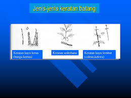 Dahan atau ranting yang dipilih mestilah sihat dan tiada serangan perosak. Pembiakan Tanaman Hiasan Ppt Download
