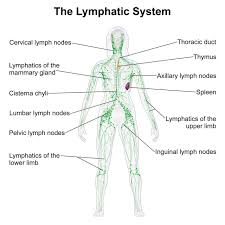 The Lymphatic System Is Part Of The Circulatory Lymphatic Drainage Massage Lymphatic System Lymphatic System Diagram