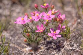 Image result for Chironia