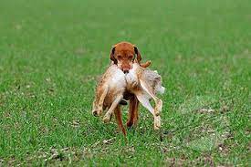 Vizsla My Dog Does This Only With Pillows And Stuffed Animals Instead Of Dead Ones Hunting Dogs Vizsla Dogs