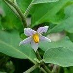Image result for Solanum tettense