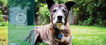 The pancreas is located behind the stomach, so having pancreatic cancer doesn't involve a palpable mass that you can feel. A Cancer Diagnosis Is Not A Death Sentence Today S Veterinary Practice
