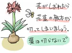 アマリリスの育て方 来年咲かせるコツと水やりや管理場所などまとめ
