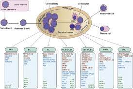 Diagnostic And Predictive Biomarkers For Lymphoma Diagnosis And Treatment  In The Era Of Precision Medicine | Modern Pathology