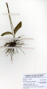 Image result for Ophioglossum costatum