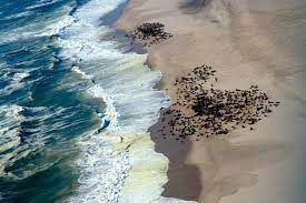 The skeleton coast is far from uninhabited — in fact, the himba people, population 50,000 — live both in the northern part of namibia, and across the border in angola. Experience A Day On Namibia S Skeleton Coast Art Of Safari