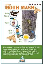 It encourages your blooming fruit trees to set and grow fruit. 9 Attract Moths Ideas In 2021 Moth Pollination Wildlife Gardening