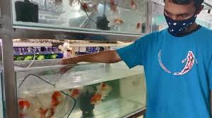 We did not find results for: Masa Pandemi Corona Budidaya Ikan Hias Mulai Marak Di Bangka Belitung Bangka Pos