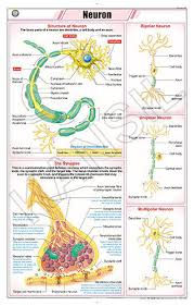 Neuron For Zoology Chart