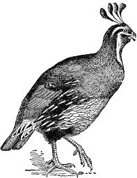 Black And White Bird Florida Lophortyx Californicus Quail