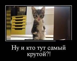 Юмор каждый день -> Приколы -> Кошачьи -> Ну и кто тут самый крутой?
