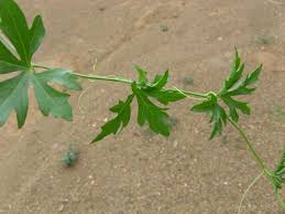 Image result for Trochomeria macrocarpa