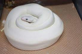 Ssscales Bel Eggs Ball Python Beautiful Snakes Ball Python Morphs