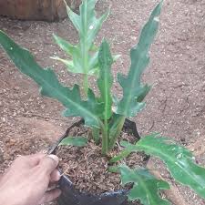 Jual Tanaman Hias Philodendron Gergaji Pohon Philo Gergaji Kab Bogor Nizams Taman Tokopedia