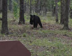 Bear In The Woods 9 10 14 Fhc Black Bear Bear Animals