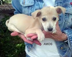 Lui è grey,ha 4 anni ed è una taglia medio piccola.peserà sicuramente non più di 15 kg.grey è in canile e probabilmente sa che di lì uscirà da morto.grey non è come tutti gli altri cani.non è colui. Pin Su Cani