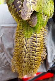 Kakapo World S Weirdest Parrot Image12 Australian Geographic Kakapo Kakapo Parrot All Birds