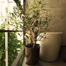 オリーブ 冬の寒さに負けない観葉植物と 冬越しのポイント ワークショップgc